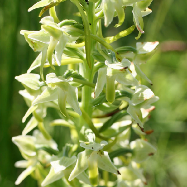Plathantera algeriensis